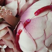 Пайетки 4мм плоские на нитке, Красный АВ, Ливан ЕТ11/04